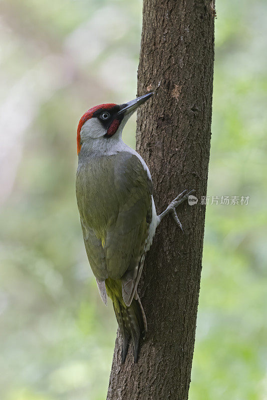 雄性欧洲绿啄木鸟(Picus viridis)